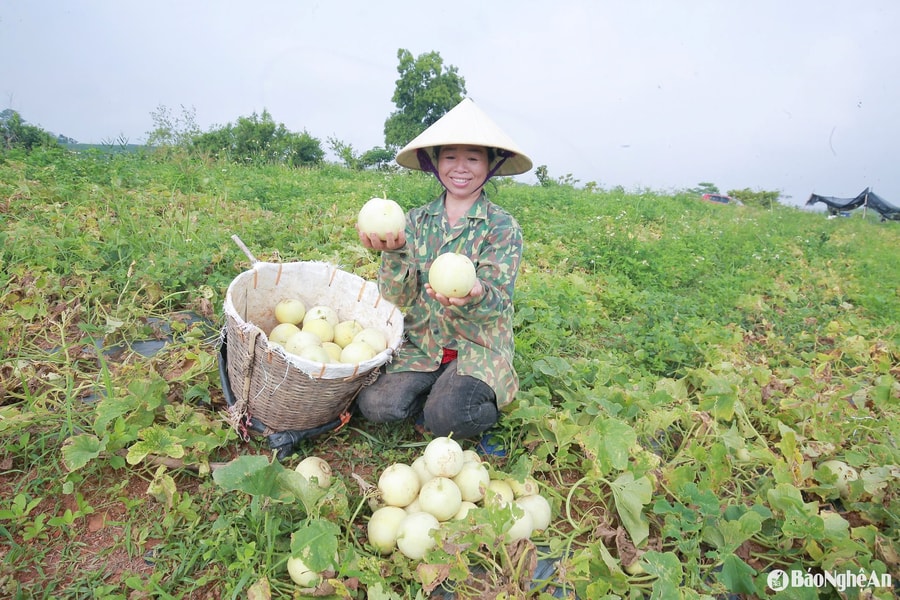 Nông dân Nghệ An tất bật thu hoạch dưa giải nhiệt