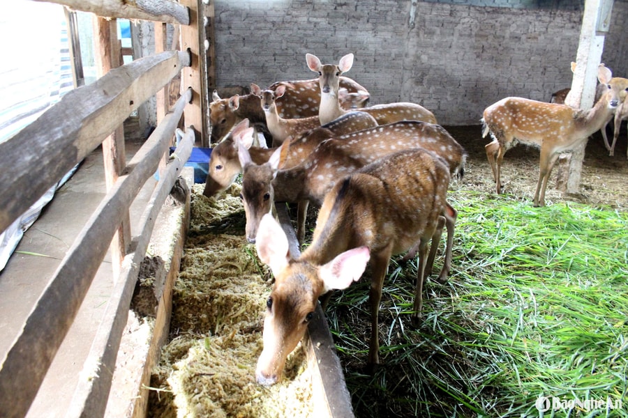 Bí quyết chăn nuôi bằng thảo dược - hướng đi hiệu quả của nông dân Quỳnh Lưu