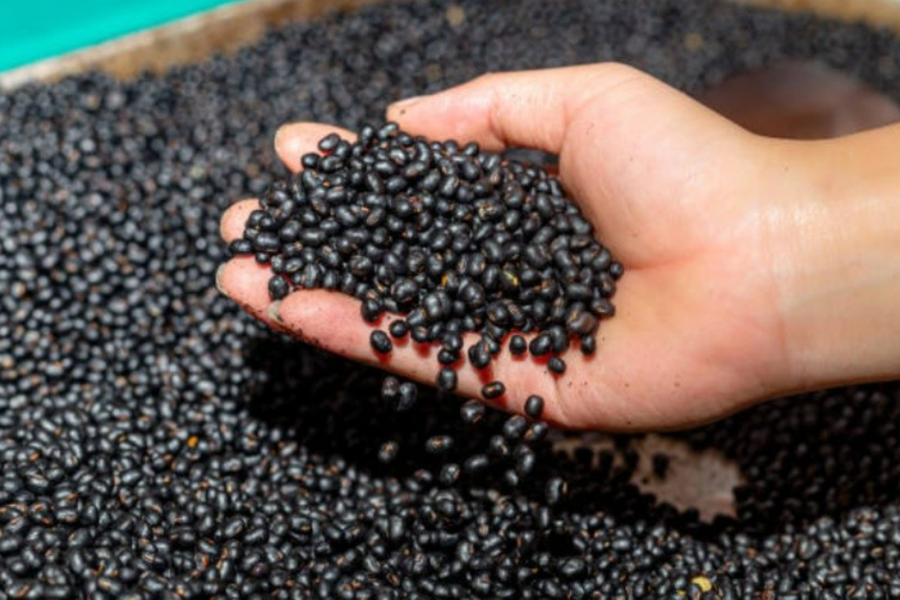 3 không khi uống nước đậu đen mùa hè