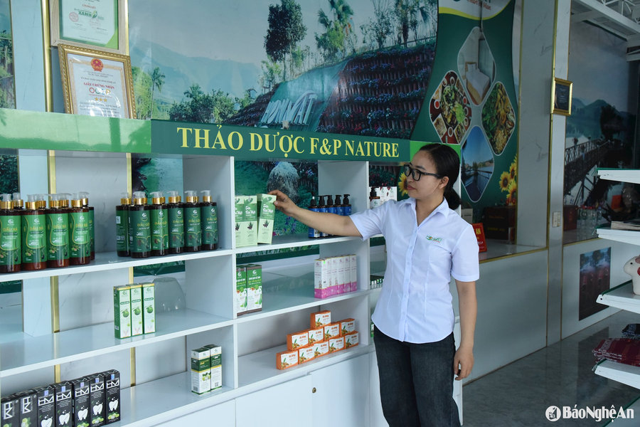 Doanh nghiệp thu mua bưởi non của nông dân Nghĩa Đàn