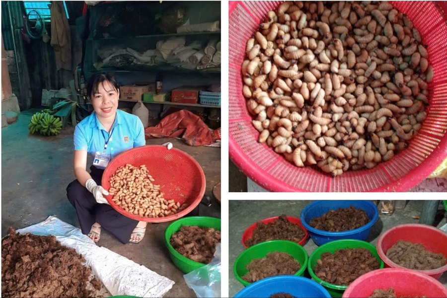 Mô hình nuôi đuông cọ độc đáo ở huyện vùng biên Nghệ An