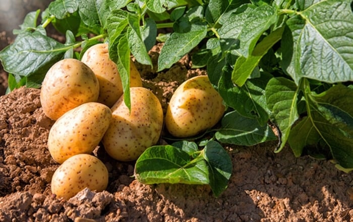 11 thực phẩm tưởng tốt nhưng người bệnh thận cần tránh xa