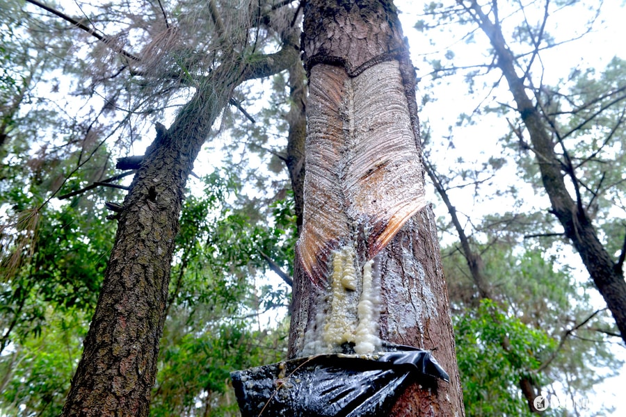 Khai thác nhựa kiểu 'chích diệt', nguy cơ nhiều cây thông bị chết