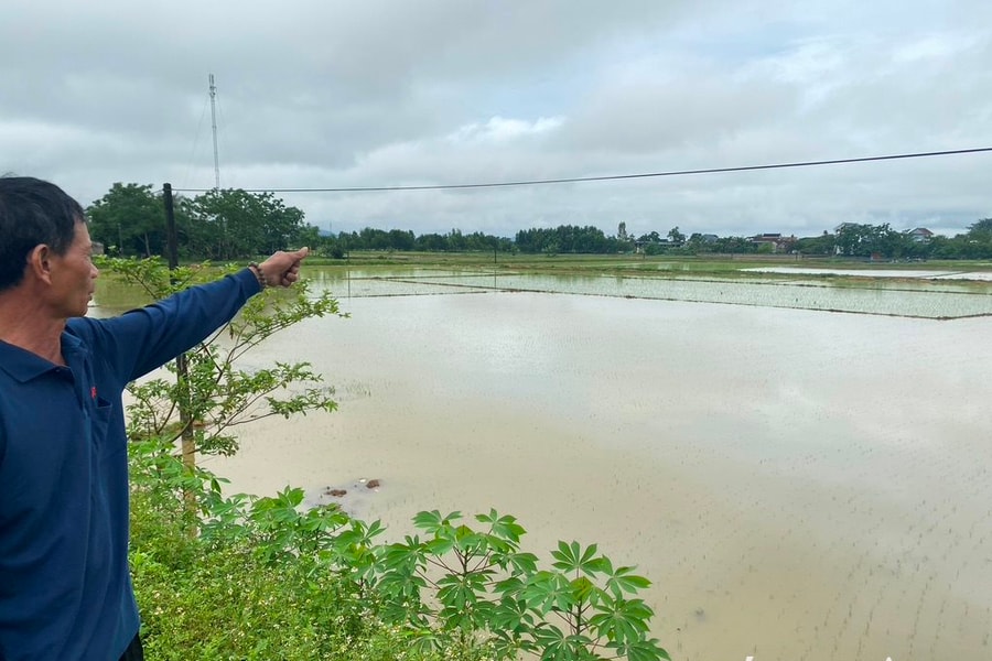 Một số diện tích lúa tại Nghệ An vừa gieo cấy đã ngập sâu