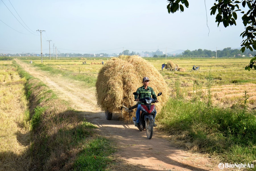 Nhà nông Nghệ An ra đồng gom trữ 'lương khô' cho vật nuôi
