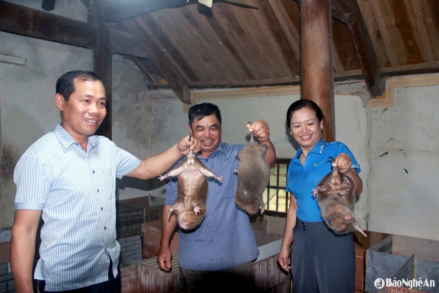 Xã biên giới Nghệ An đi lên từ cây, con bản địa đến đặc sản dúi