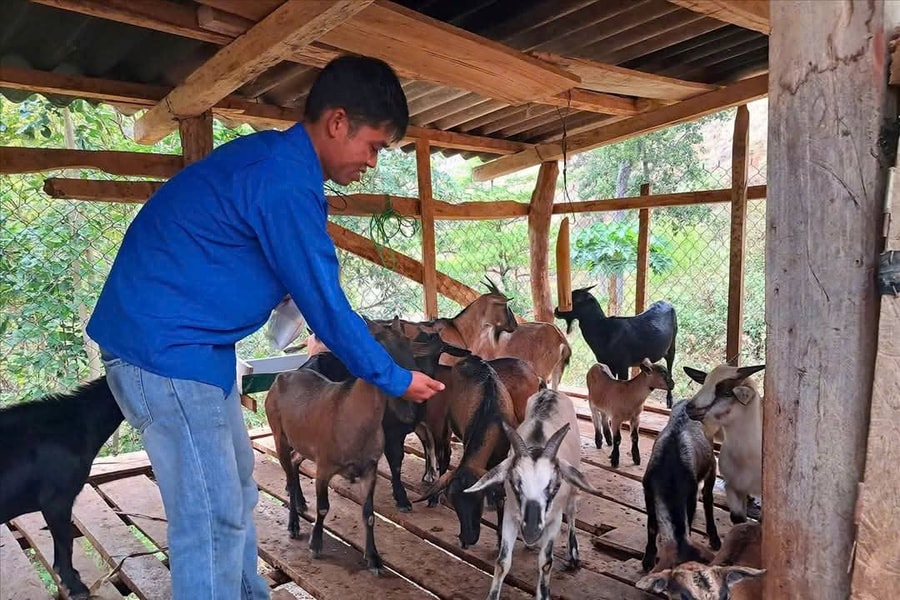 Chàng trai Khơ Mú xây dựng cơ nghiệp từ 4 con dê