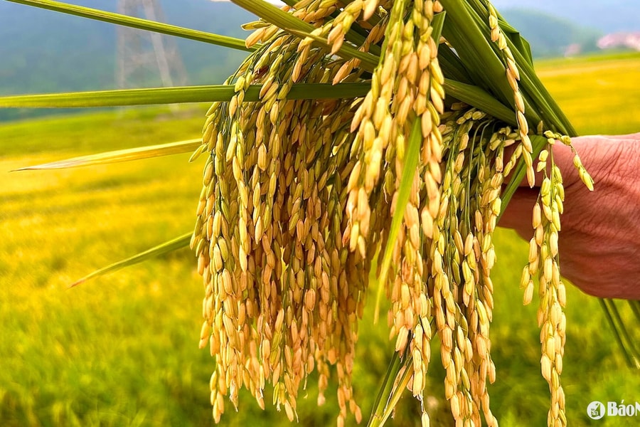 ThaiBinh Seed với nhiều giống lúa thân thiện môi trường