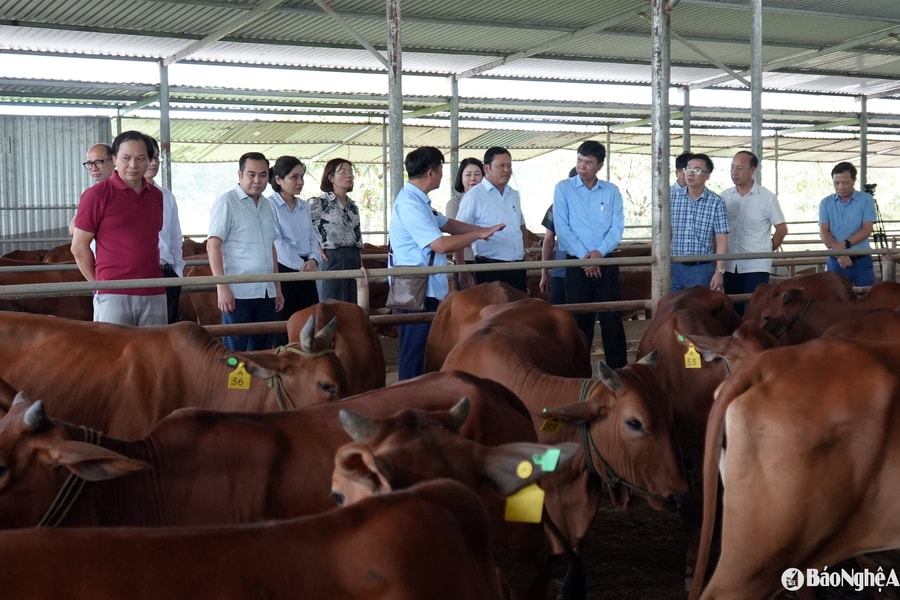 Thành phố Hà Nội tặng tỉnh Nghệ An đàn bò giống chất lượng cao