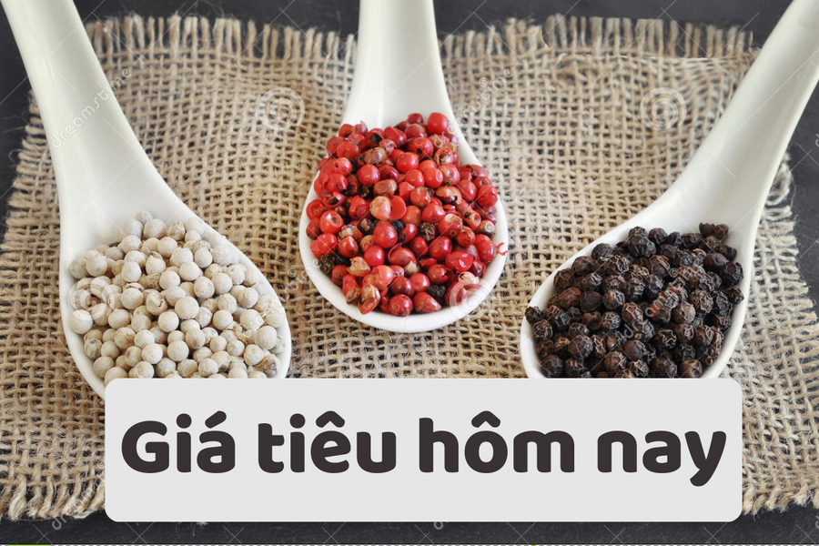 Giá tiêu hôm nay 14/6/2025: Kì vọng giá tăng trong nửa cuối năm 2025