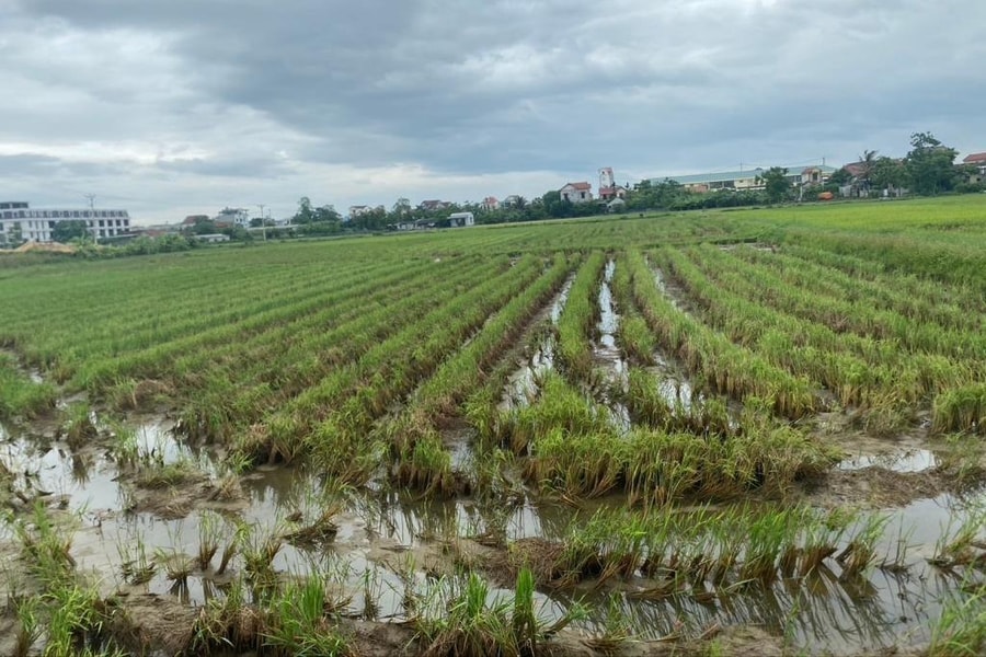 Cảnh báo ổ sâu bệnh từ những cánh đồng lúa chét ở Nghệ An