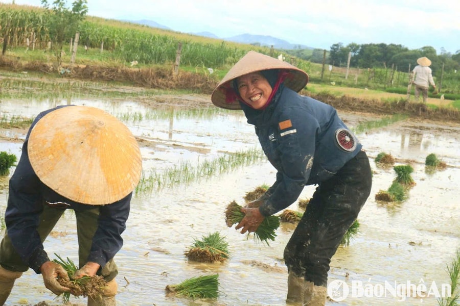 Thợ cấy Nghệ An 'đắt khách' ngày nắng nóng