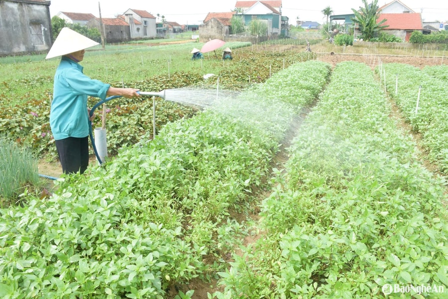 Những mùa rau gia vị trên cát trắng Quỳnh Lưu