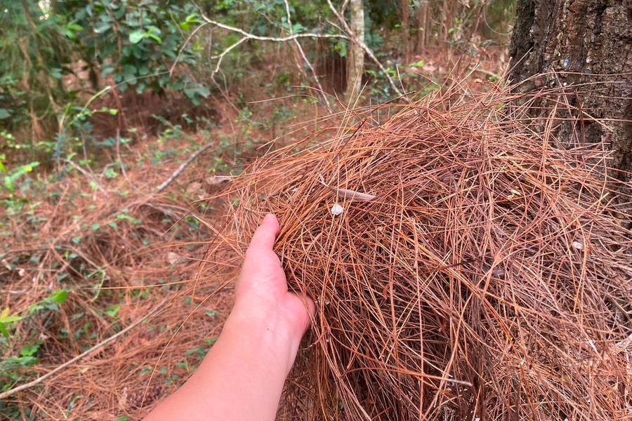 Nhiều diện tích thực bì ở Nghệ An chưa được xử lý triệt để, nguy cơ cháy rừng thông tăng cao