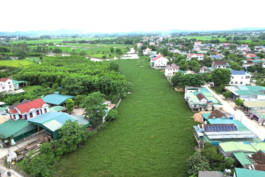 Bèo tây dày đặc trên kênh mương ở Nghệ An gây cản trở dòng chảy, ảnh hưởng tiêu thoát lũ