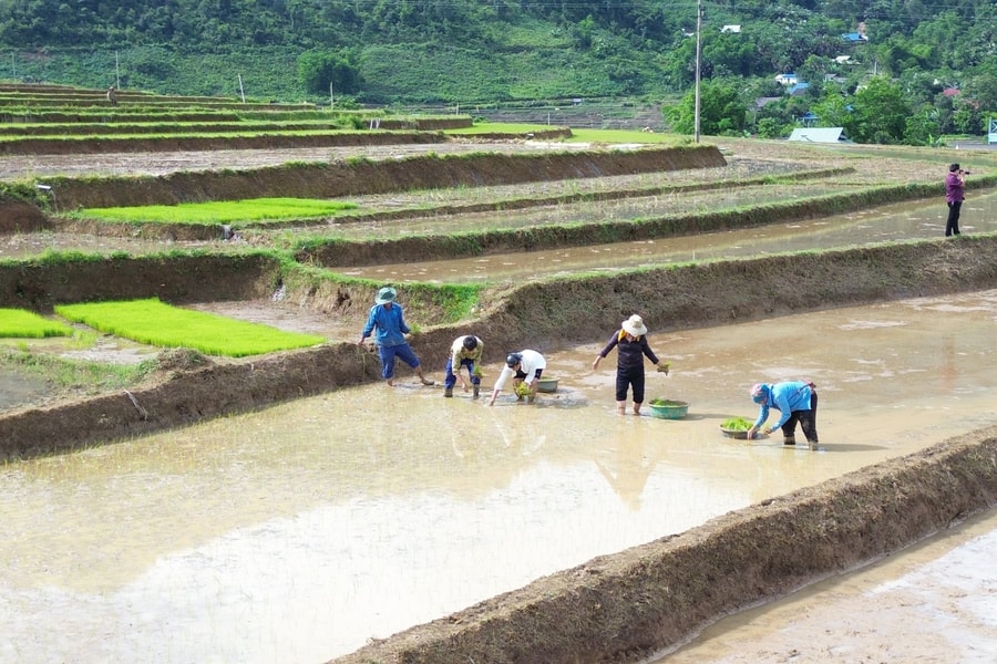 Bà con rẻo cao Nghệ An tranh thủ từng cơn mưa, xuống đồng gieo cấy lúa mùa