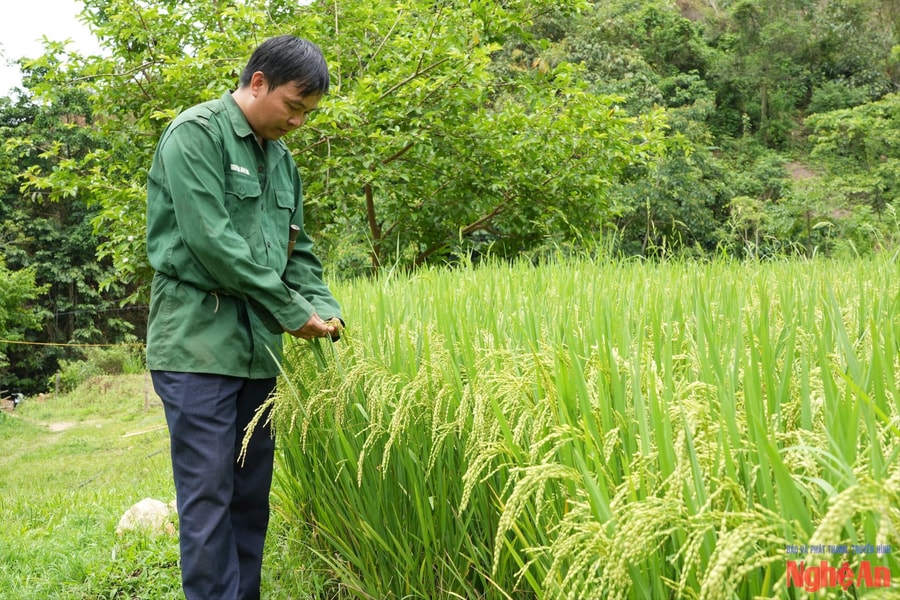 Trưởng bản 8X ở Nghệ An 'nghĩ khác, làm khác', biến đồi dốc thành 'mỏ vàng' trăm triệu