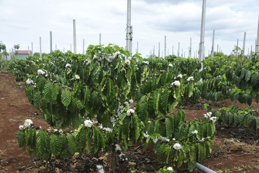 Giá cà phê hôm nay 7/7/2025: Lấy lại đà tăng