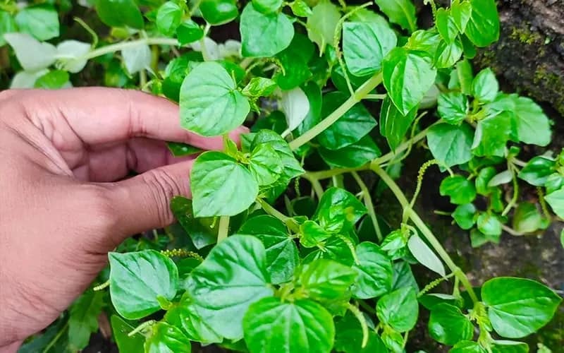 Việt Nam: Nghề tay trái hái lá cây trên hàng rào, thu hàng triệu đồng chỉ sau 2 tháng