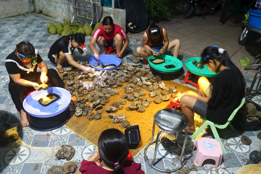 Nhiều người dân miền núi Nghệ An lên rừng săn tổ ong vang, có ngày kiếm được tiền triệu