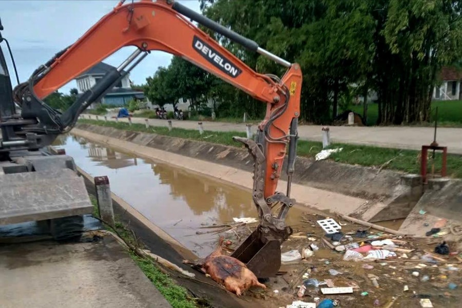 Báo động tình trạng vứt xác lợn chết ra môi trường, gây ô nhiễm và gia tăng nguy cơ lây lan dịch bệnh tại Nghệ An