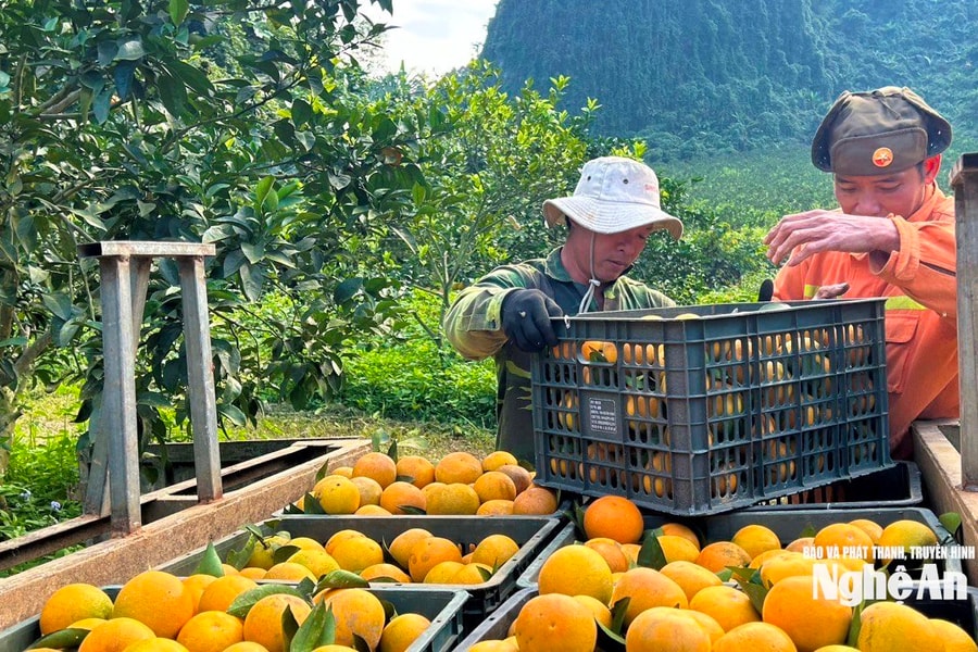 OCOP Nghệ An phát triển bền vững gắn với chuỗi giá trị và sản xuất sạch