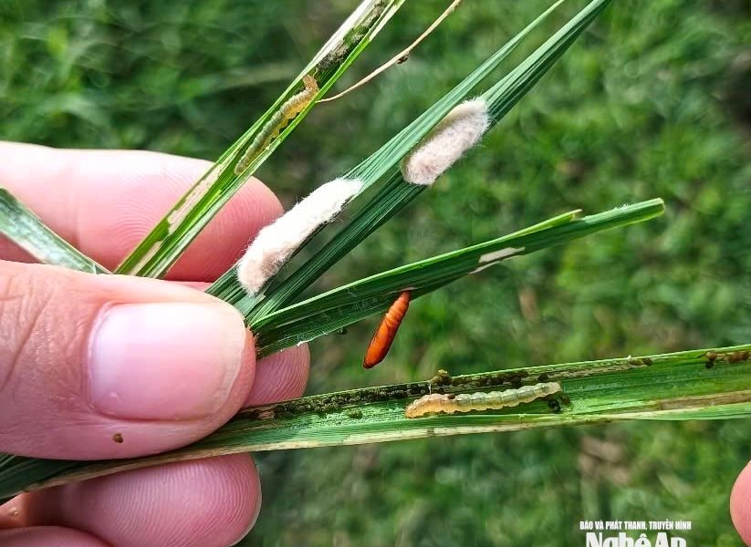 Nông dân Nghệ An dùng drone phun thuốc dập dịch sâu cuốn lá trên diện rộng