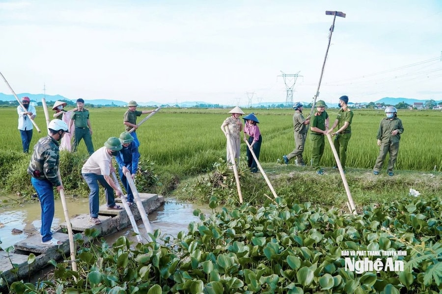 Ứng phó bão số 3, nhiều địa phương của Nghệ An khẩn trương trục vớt bèo tây, đảm bảo tiêu úng kịp thời