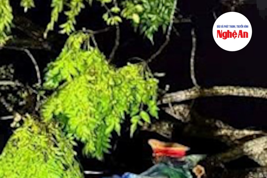 Thiệt hại bước đầu do bão số 3 Wipha ở Nghệ An