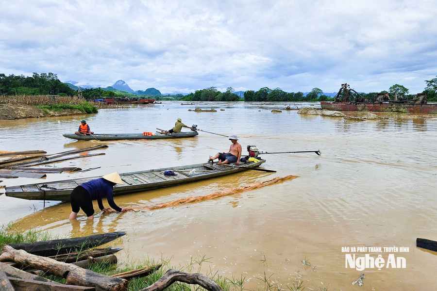 Mạo hiểm khi vớt củi lụt trên sông Lam
