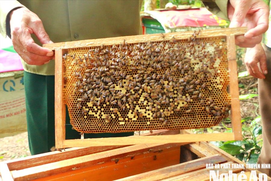 Nông dân xã miền núi Nghĩa Đồng làm giàu từ nghề nuôi ong lấy mật
