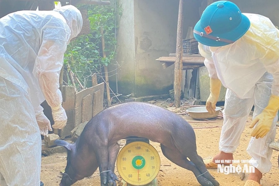 Dịch tả lợn châu Phi bùng phát tại xã Châu Bình (Nghệ An)