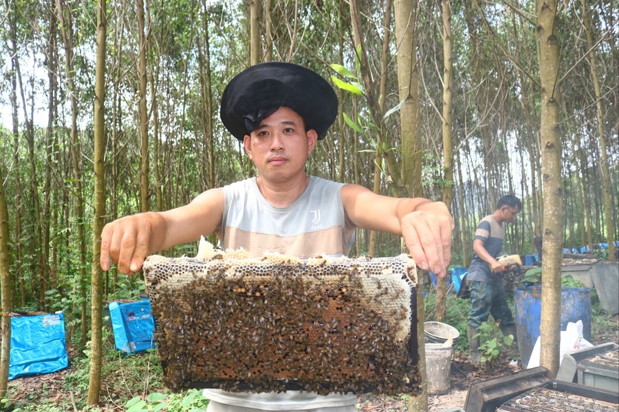 Mật ong rớt giá kéo dài, người nuôi ong di cư ở Nghệ An cầm cự vượt khó