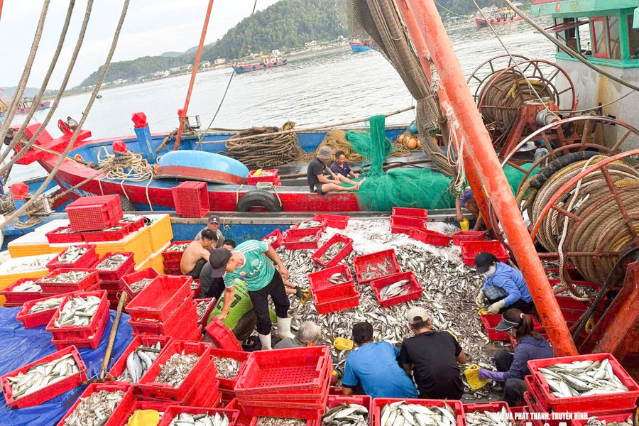 Hải sản khan hiếm, giá tăng cao, ngư dân Nghệ An phấn khởi