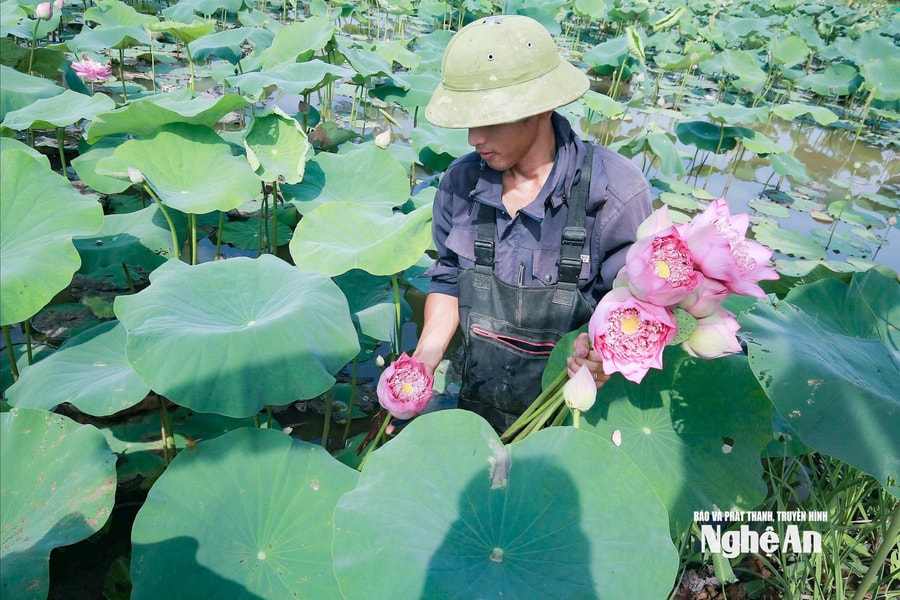 Đất chua trũng Nghệ An được mùa sen, nông dân phấn khởi bán giá tốt từ gốc tới ngọn