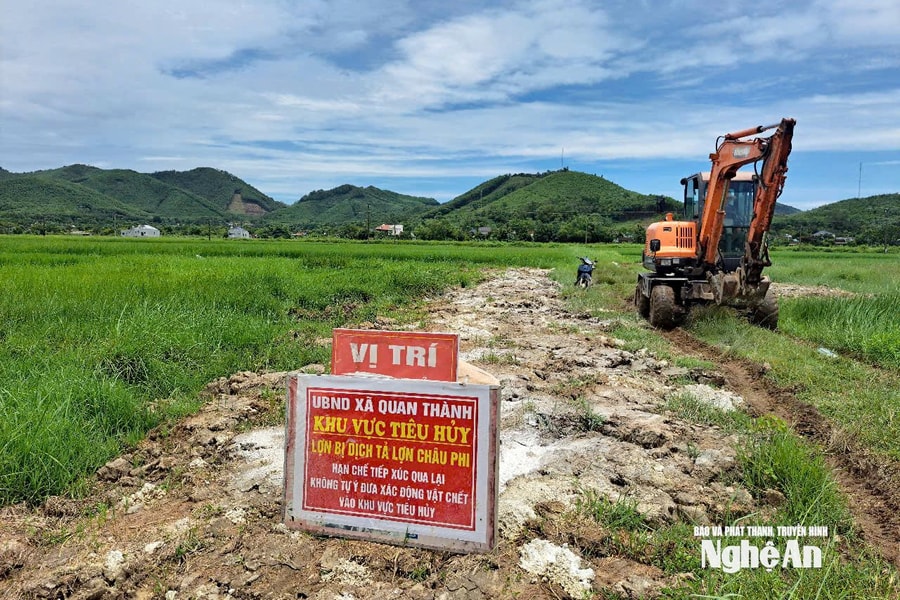 Nghệ An: Dịch tả lợn châu Phi tái bùng phát và trách nhiệm từ tuyến xã