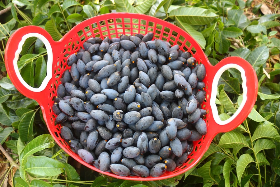 Trám đen Nghệ An được mùa, được giá, hái không kịp để bán