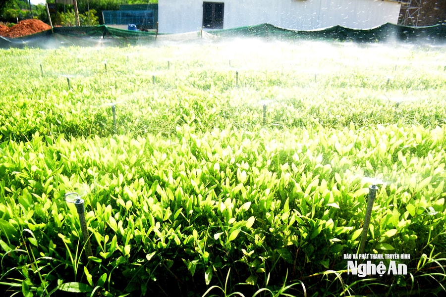 Bí quyết giúp vườn ươm cây giống 'vượt bão' nắng 40 độ C của nông dân xứ Nghệ