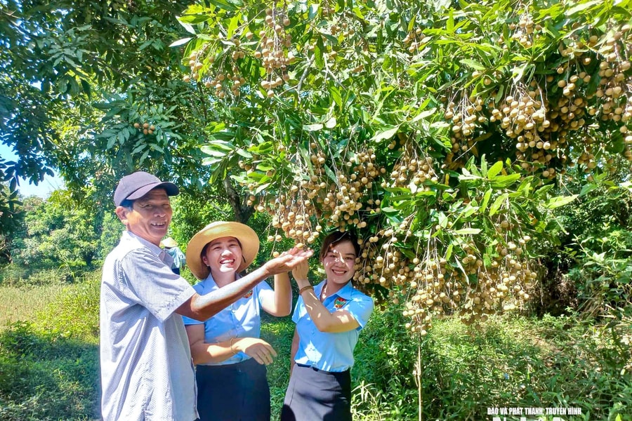 Nhãn vào mùa, người dân vùng đồi Nghệ An thu tiền triệu mỗi gốc