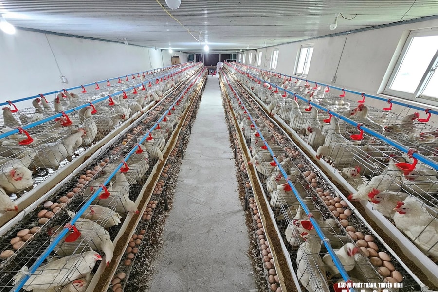 Sau hơn 1 năm 'gồng lỗ', người nuôi gà ở Nghệ An thở phào vì giá trứng tăng kỷ lục