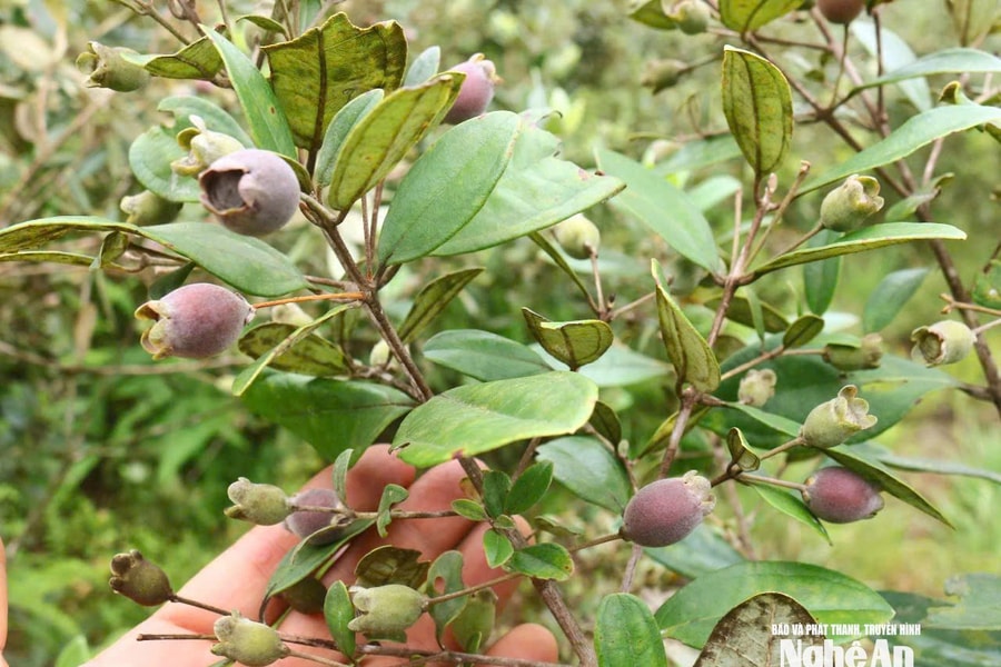 Người dân Bích Hào thu nhập khá từ việc khoanh vùng bảo vệ cây sim tự nhiên
