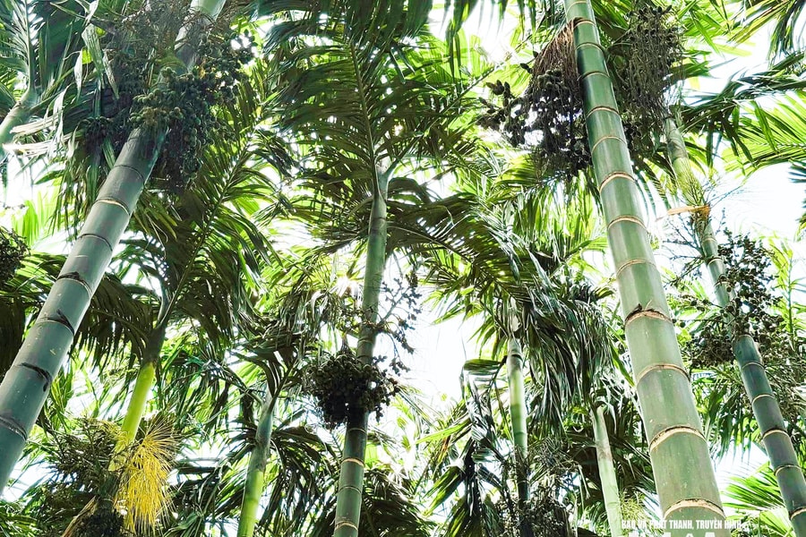 Cau lập đỉnh giá, bản người Thái ở Nghệ An trúng lớn