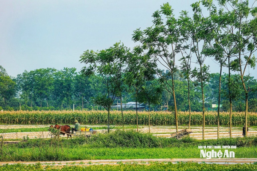 Thời tiết Nghệ An ngày 14/8: Trời nắng, chiều và đêm có mưa rào