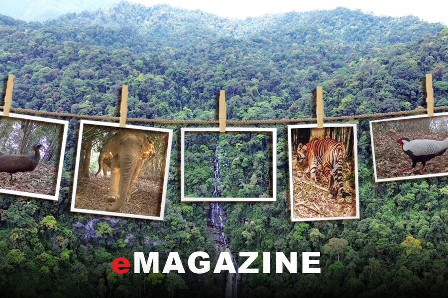 Ghi chép: Hành trình săn ảnh thú rừng giữa đại ngàn Pù Mát