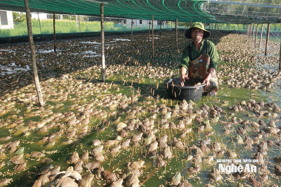 Biến ao hồ lầy lội thành nơi nuôi ếch Thái, một nông dân Nghệ An 'bỏ túi' hàng trăm triệu đồng/năm