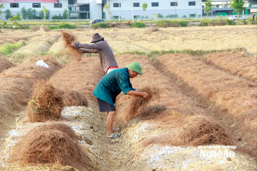 Nhà nhà lên rừng nhặt lá thông, phủ kín các cánh đồng hành tăm tại Nghệ An
