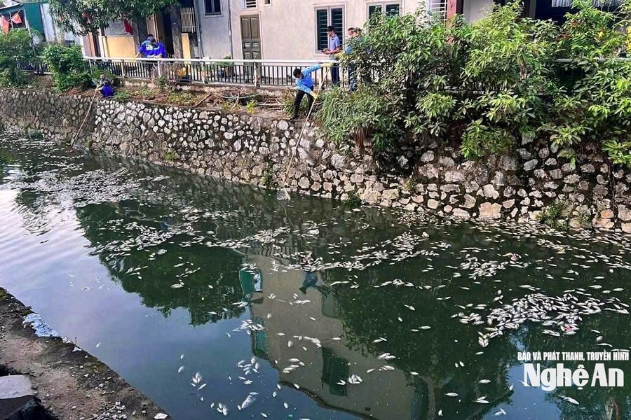 Tình trạng cá chết hàng loạt tiếp tục xuất hiện tại kênh hào thành cổ Vinh