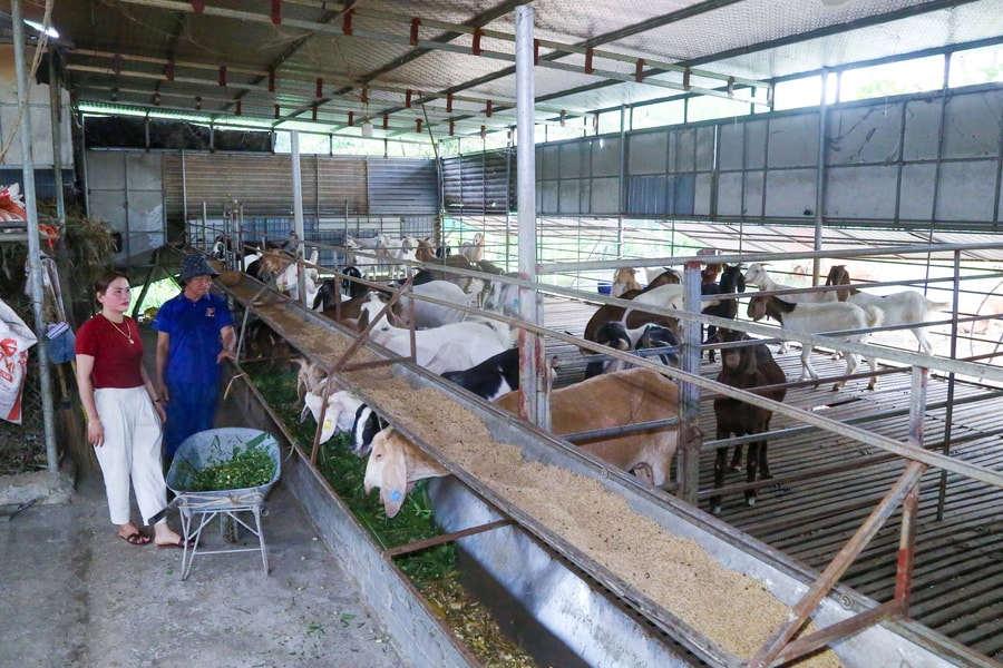 Kinh tế nông hộ: Vững vàng nhờ biết phòng hơn chống