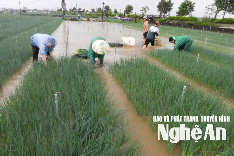 Nông dân vùng bãi ngang Nghệ An di dời hành lá lên cao tránh ngập úng