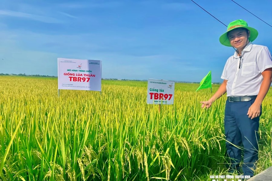 Giống lúa TBR97 viết nên kỳ tích trên đồng ruộng sau mưa bão